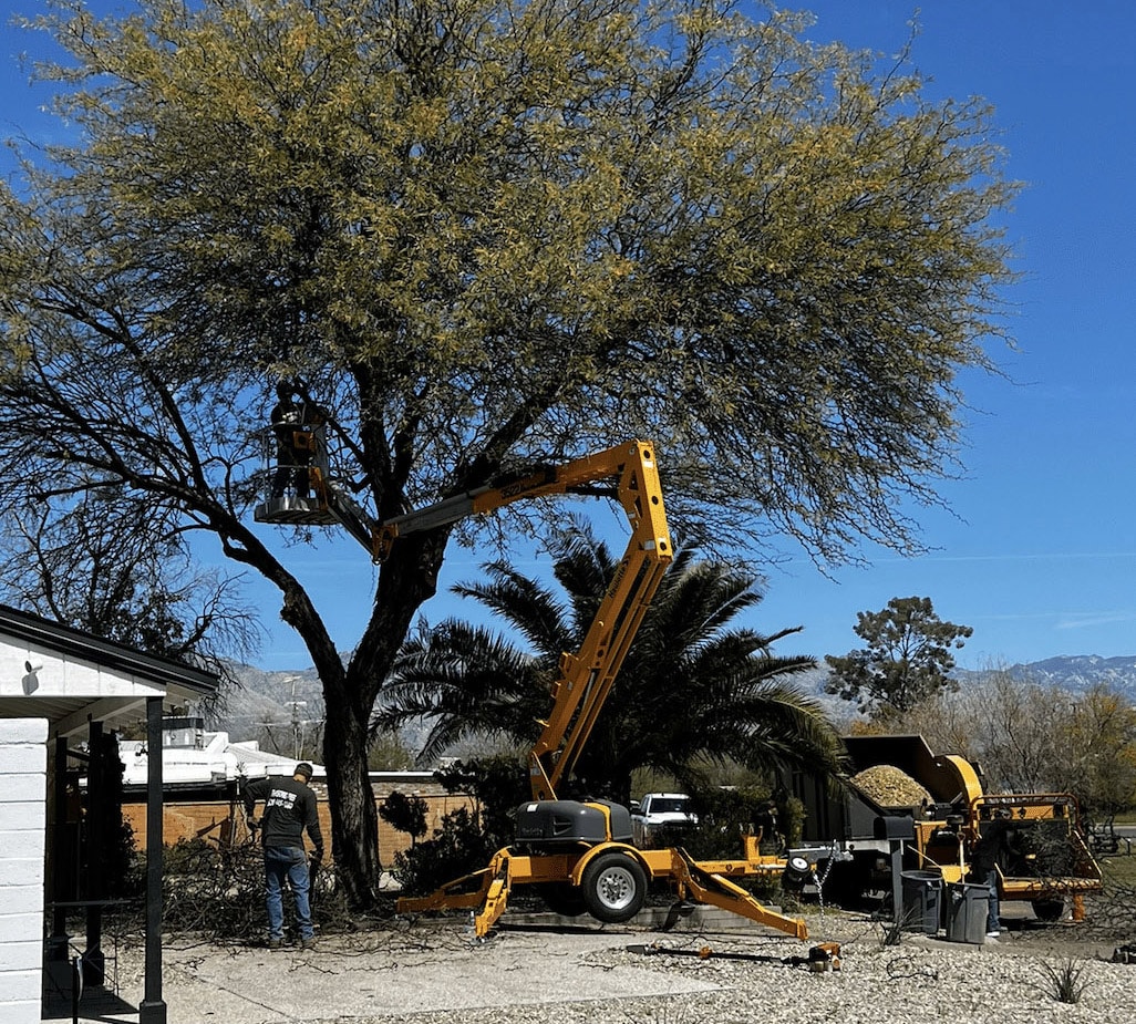 Transformed Trees & Landscaping LLC gallery 4